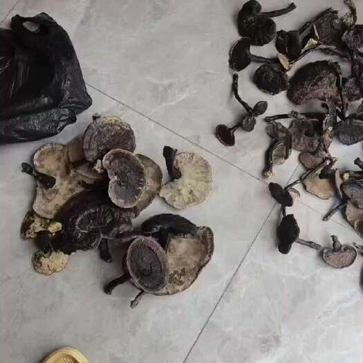 融水县灵芝