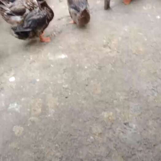 南通老鸭