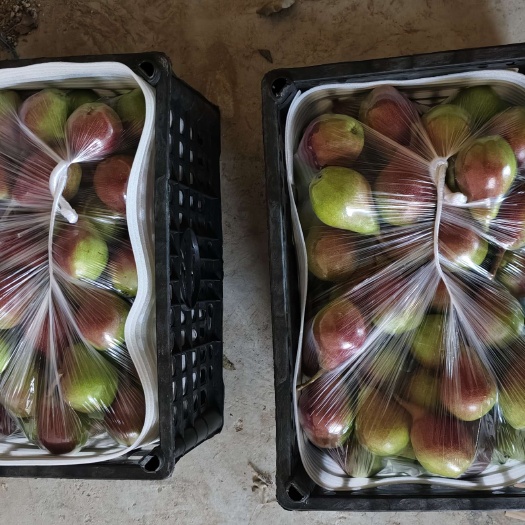 临猗县一面红梨 两面红梨 伏茄梨 大量上市