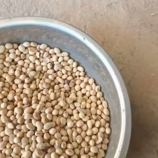 重庆市黄豆本地黄豆
