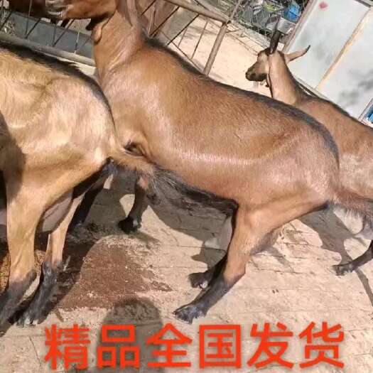 宁乡市奶山羊