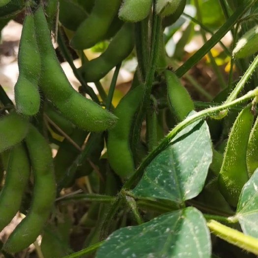 亳州新鲜毛豆