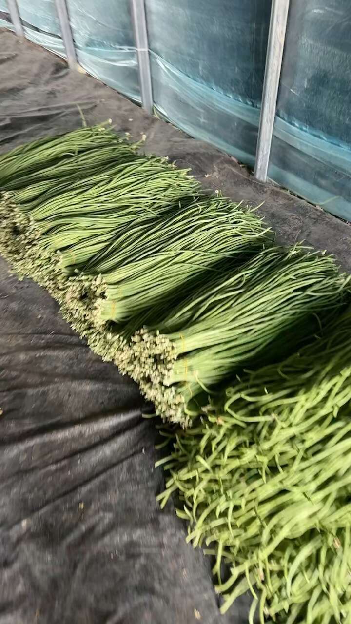 青豆角