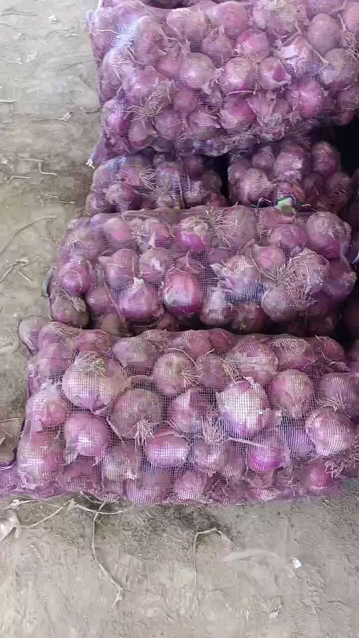 紫皮洋葱大量上市