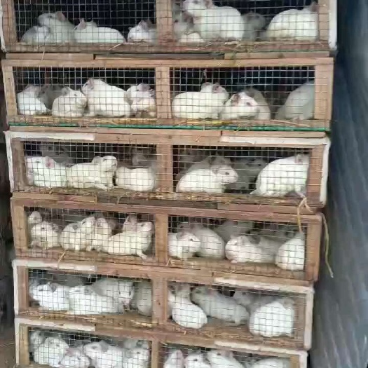 出售白豚鼠，实验白豚鼠.豚鼠血清