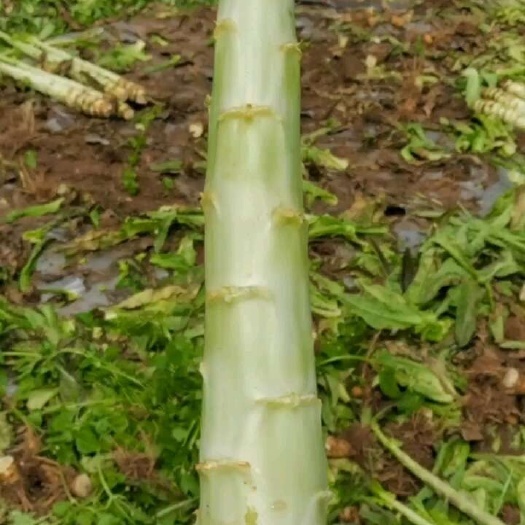 云南大理莴笋杆子货