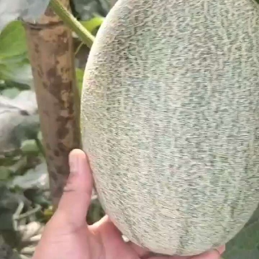 饶阳县西州蜜