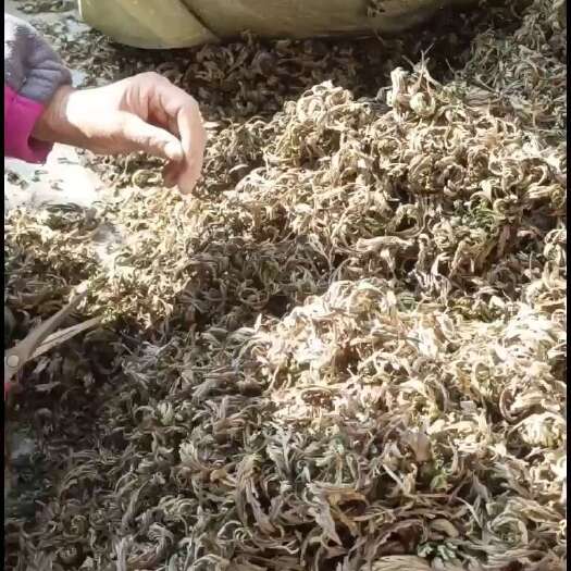 汉源县卷柏