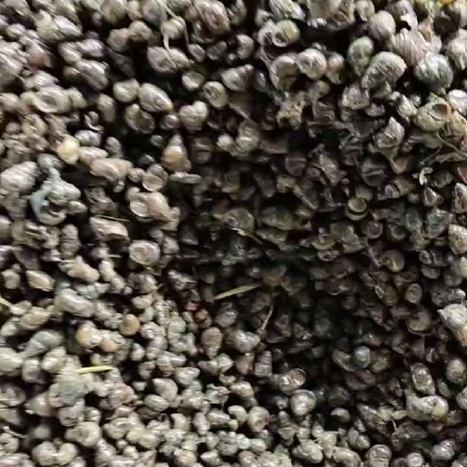 绍兴钓友们约起来，大量脆螺供应需要的联系。