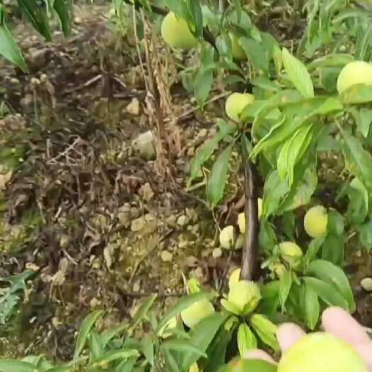 汉源县青脆李