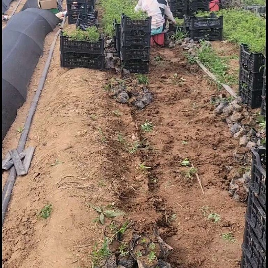 绛县酸枣苗营养钵酸枣苗晋酸3号药用枣树苗营养杯枣树苗