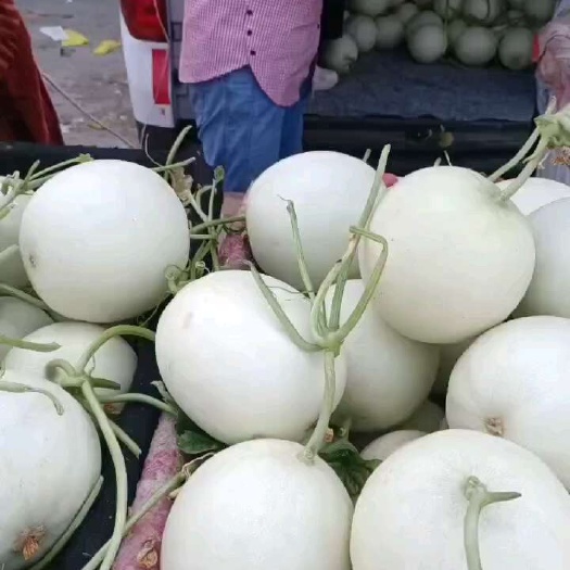 玉菇
