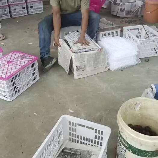 汉源县五月脆李