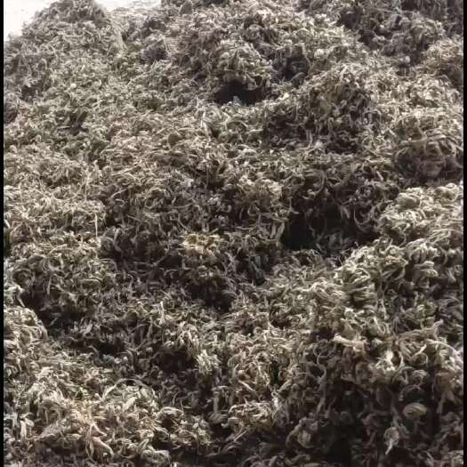 汉源县卷柏
