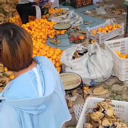 威县油蟠桃。油蟠九大量现货有需要的联系