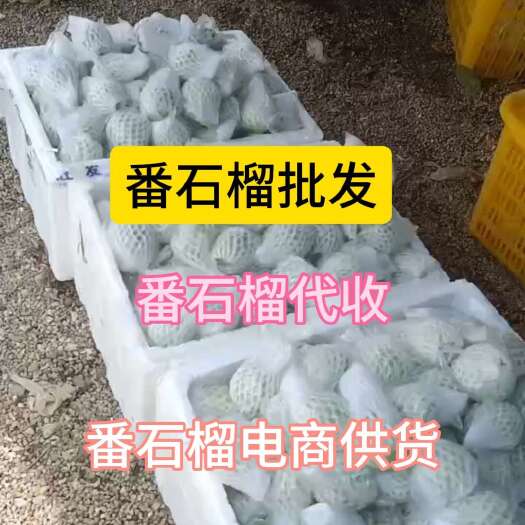化州市番石榴