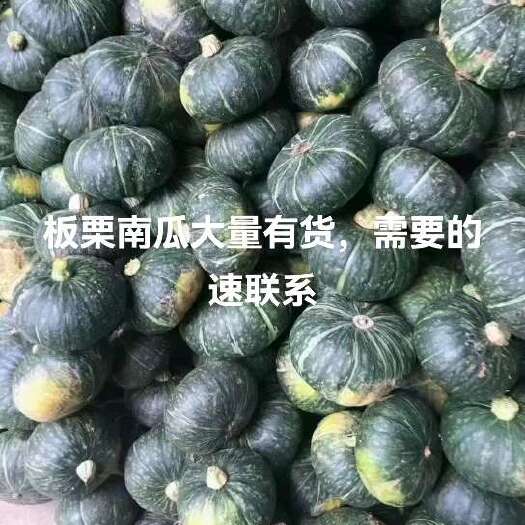 新野县板栗南瓜大量有货，现货多多，需要的来聊