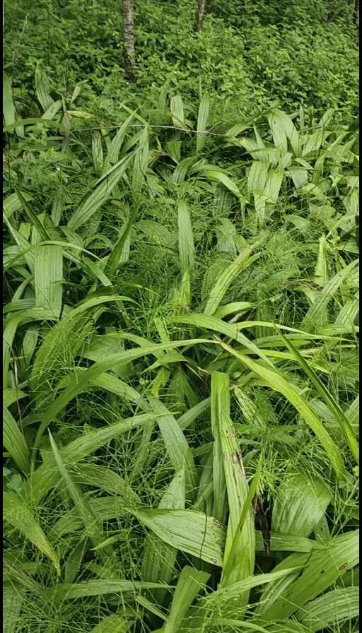 石棉县白及