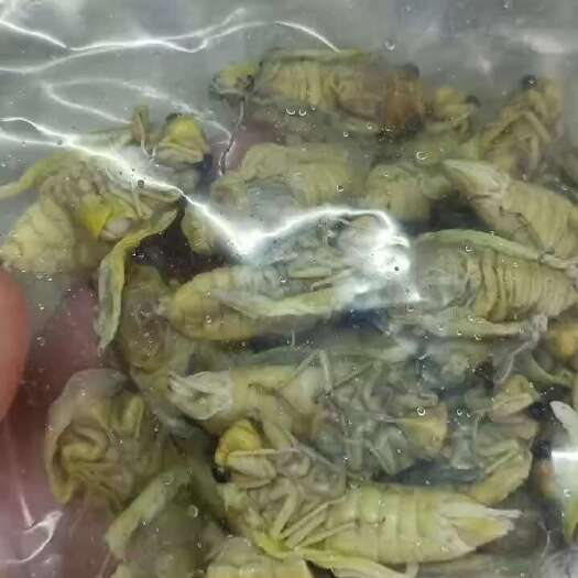 宁国市精品白蝉，金蝉