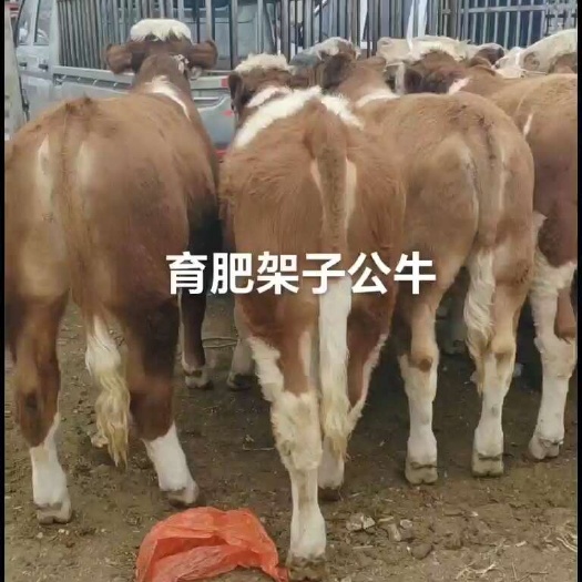 威宁县西门塔尔