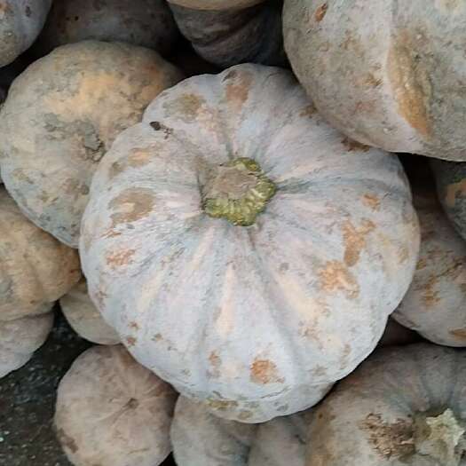 嘉鱼县湖北盘龙南瓜大量上市