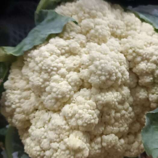 通许县花菜