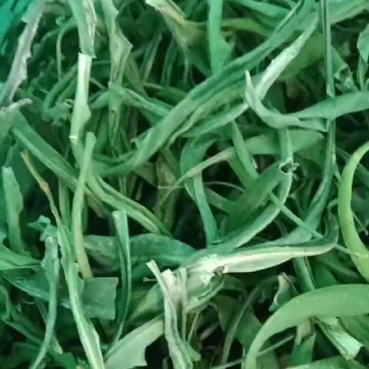 泸水市大叶化石草