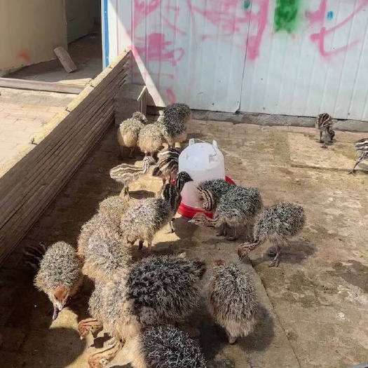 泰兴市优质正宗的非洲驼鸟欢迎订购