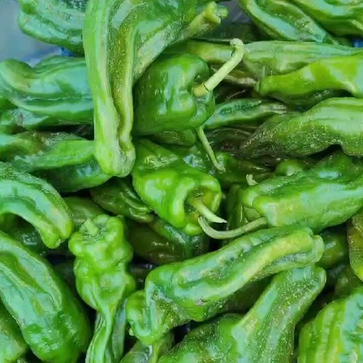 南通薄皮椒