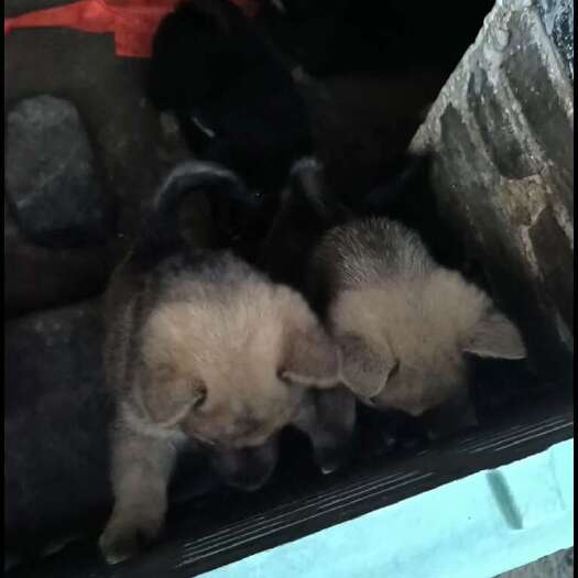 贺州中华田园犬