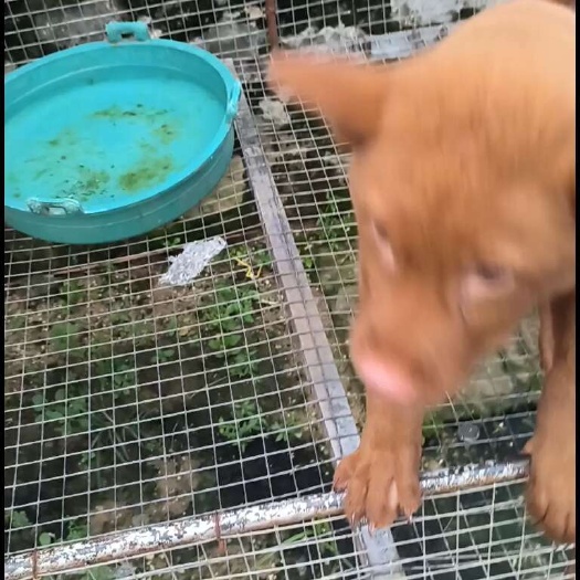 贺州中华田园犬