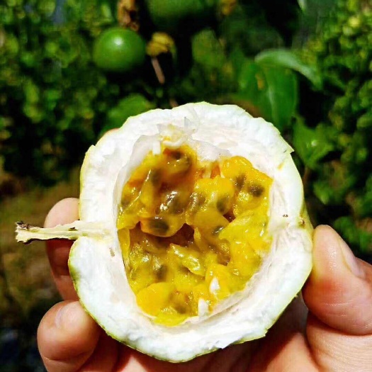 广东清远黄金百香果钦蜜九号新鲜现摘(6月底上市)