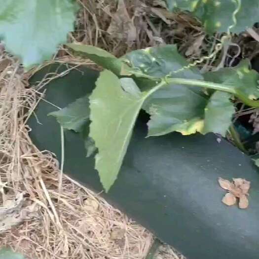漯河黑皮冬瓜