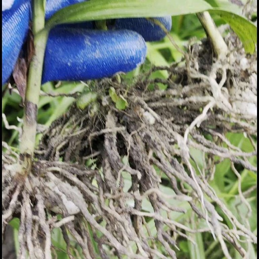 全州县紫花白芨苗，二年三叉大白芨，露天优质白芨种苗