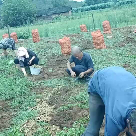 各位老板好，本地大量产新苕头，量大从优，