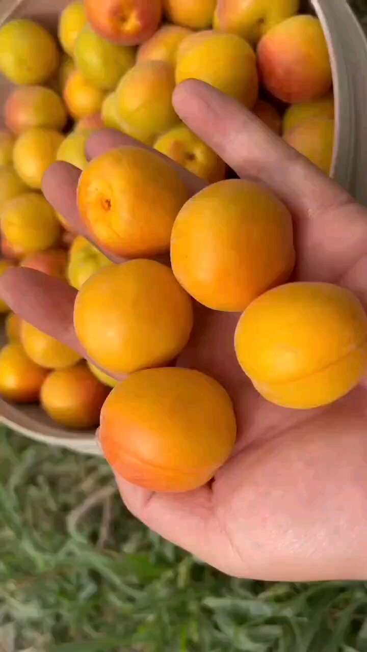新疆小紅杏，自然成熟，甜蜜多汁，一件代發(fā)包郵