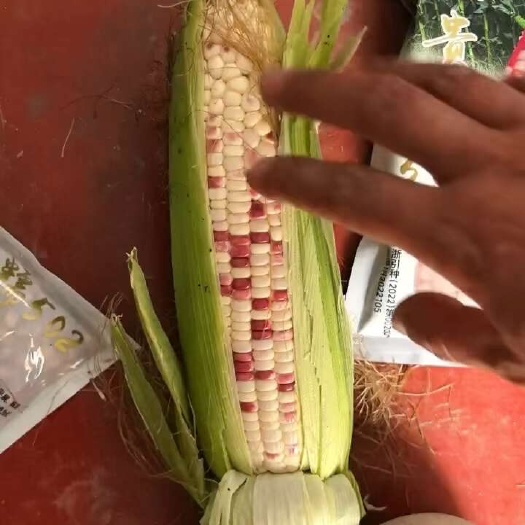 徐州花玉米糯玉米