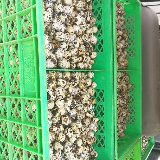 范县鹌鹑蛋