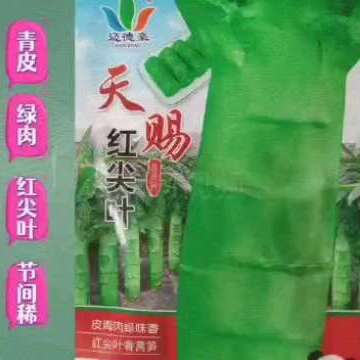 天赐红尖叶香莴笋种子青皮绿肉耐寒抗病节间稀高桩大棒秋冬春基地