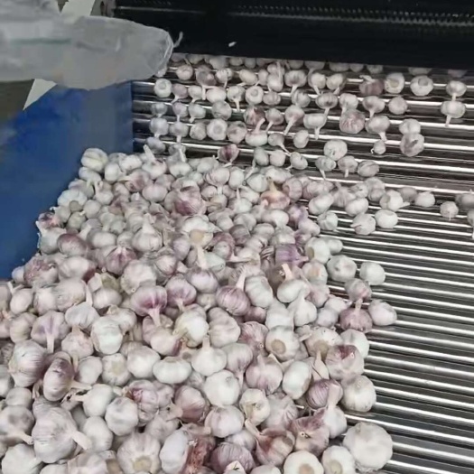 邳州市邳州分级净蒜！