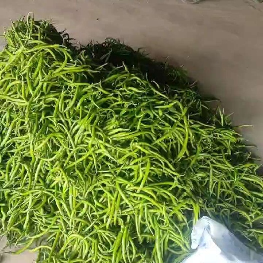 兴平市兴平线椒