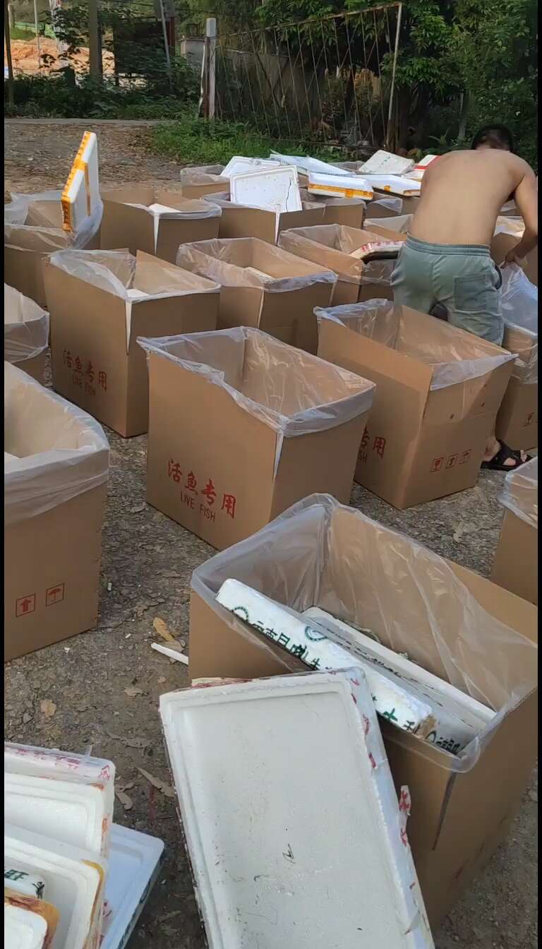 叉尾鮰鱼苗  斑点叉尾苗 鮰鱼苗/江团鱼苗/鱼苗场直销
