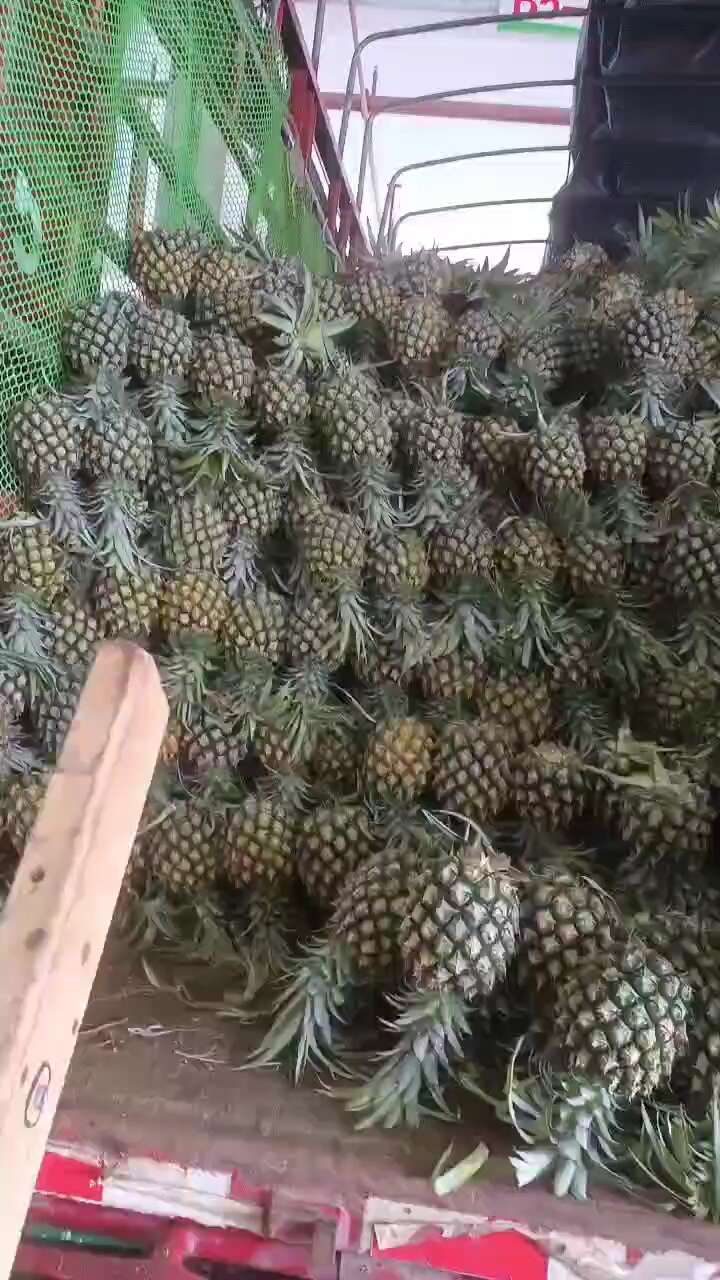菠萝