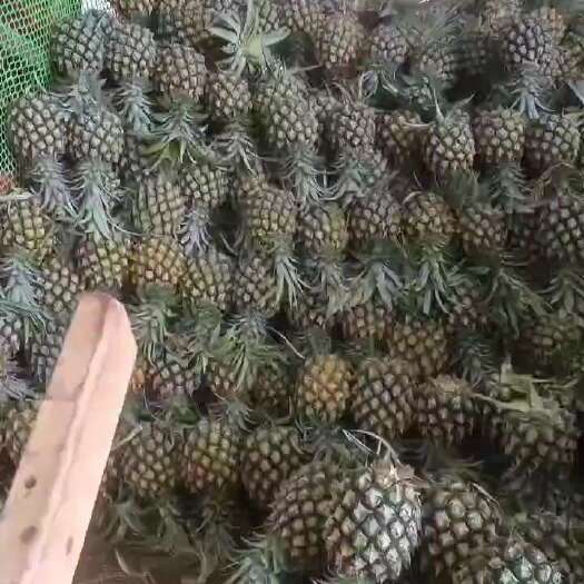 南宁菠萝