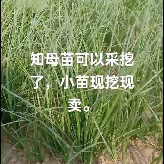 亳州出知母苗，自家育的苗，现挖现卖