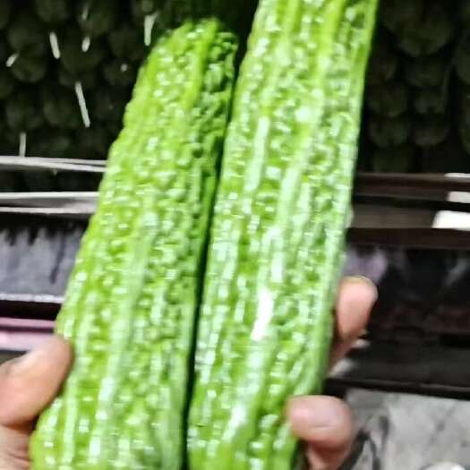 费县苦瓜