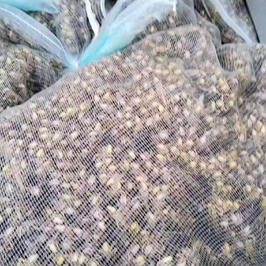 100个棚蚂蚱基地