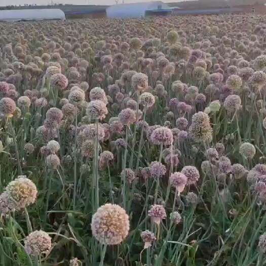 夏县韭葱种子