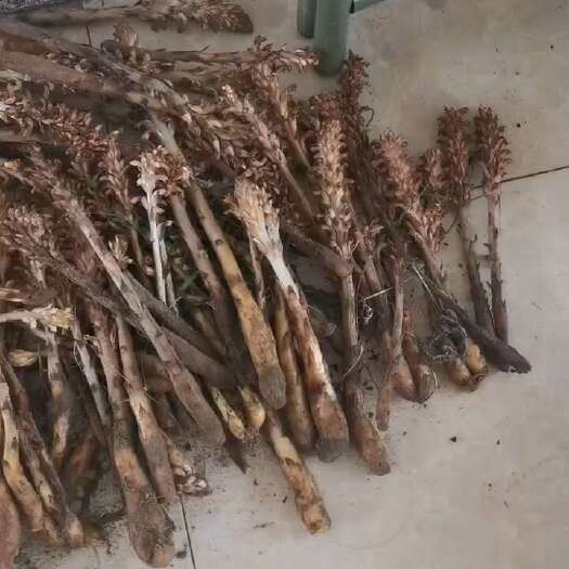 科左中旗草丛中。。列当
