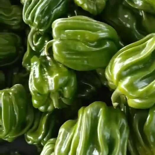 广灵县线椒大量上市
